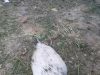Chickens — Foto 4