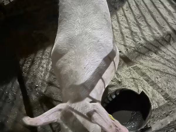 Кабан, Чочколор