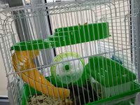 Cücə hamsterlər üçün tam komplekt qəfəs dəsti. Şəkillərdə görünən — Foto 1