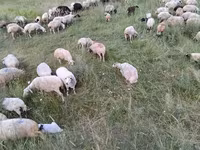Овца, Балбас овца — фото 7
