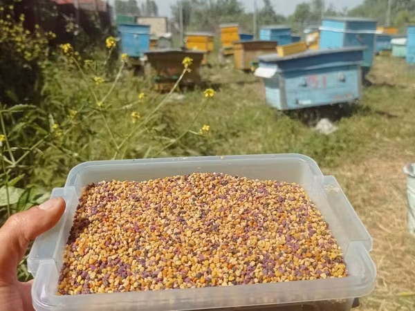 1kq Çiçək tozu (polen) çatdırılma vardır.arıların müxtəlif çiçəklərdən