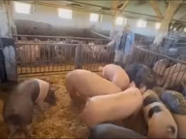 Locha, Крупная белая