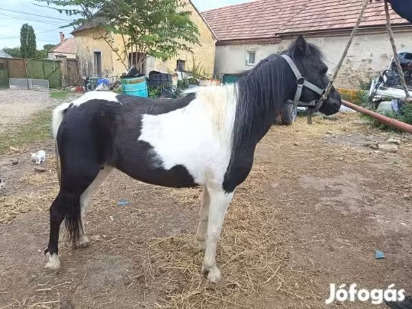 Égua, Cavalos