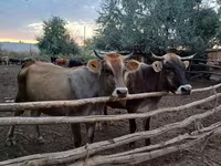 İnək, Alatau irqi — foto 3