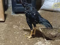 Chickens — foto 4