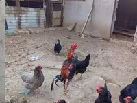 Chickens — photo 5