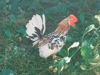 Japanisches Bantam — Foto 2