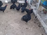 Chickens — photo 1