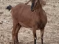 Коза, Nubian Goat — фото 7