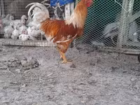 Lohmann Qəhvəyi — foto 3