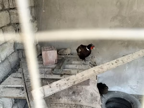 Turkeys — Azərbaycan