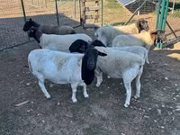Ovce, Dorper sheep — foto 5