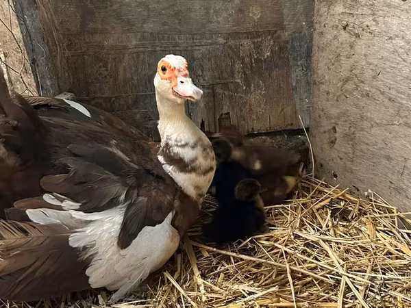 Ducks