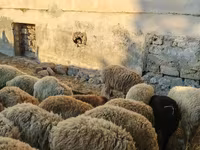 Qoç, Qoyunlar — foto 2