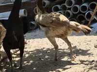 Chickens — photo 5