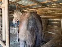 Caballos (lote, sexo no especificado), Caballos — foto 3