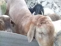 Baran, Arashan sheep — zdjęcie 2
