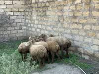 Ovejas (lote, sexo no especificado), Ovejas — foto 5