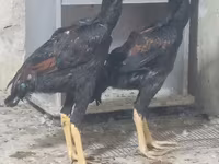 Chickens — photo 1