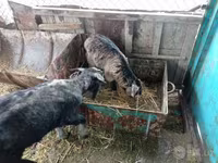 母山羊, Goats — 照片 3