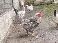 Chickens — foto 4