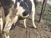 Kuh, Holstein-Rasse — Foto 7