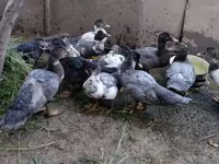 Turkeys — الصورة 4