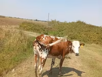 Kuh, Simmental cattle — Foto 2