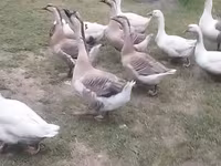 Geese — foto 1
