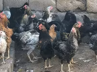 Chickens — foto 1