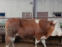 母牛, Simmental cattle — 照片 3