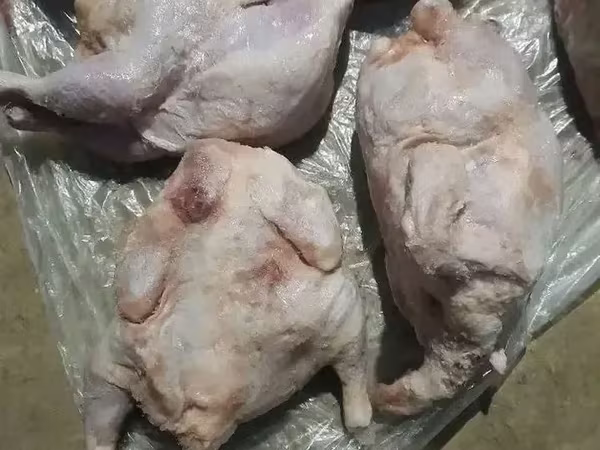Շան կեր Հավ Բրոիլեր Կեր Շների համար