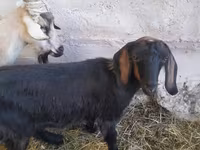 Dişi keçi, Nubian Goat — foto 5