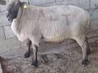 Widder, Hampshire sheep — Foto 3