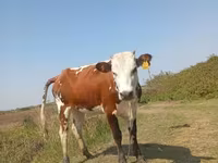 Kuh, Simmental cattle — Foto 1