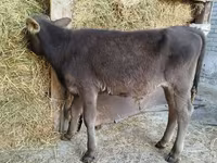 Bull, Swiss cattle — photo 8