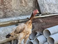 Chickens — photo 4