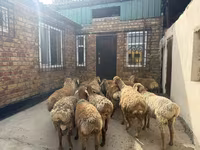 Beran, Rhon sheep — foto 4