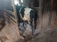 Vaca, Raza Holstein — foto 1