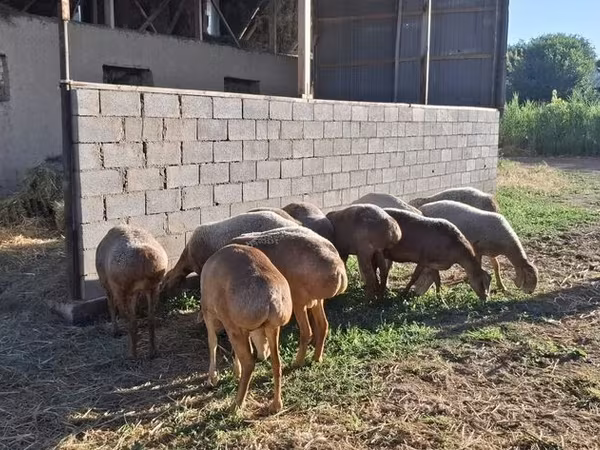 Sheep (batch, sex not specified), Hissar sheep
