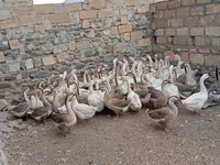 Geese — 照片 1