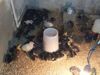 Ducks — photo 1