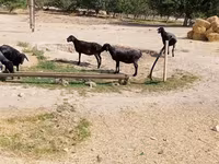 Sheep (batch, sex not specified), Sheep — photo 6