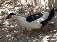 Sağsağan — foto 2