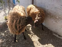 Qoç, Qoyunlar — foto 1