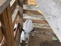 Cabra, Fergana goat — foto 6