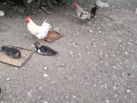 Chickens — photo 5