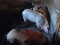 मादा सूअर, Ландрас — फ़ोटो 2
