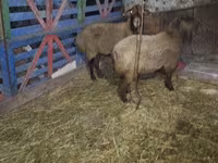 Sheep (batch, sex not specified), Sheep — photo 2