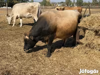 Krowa, Rasa jerseyjska — zdjęcie 3
